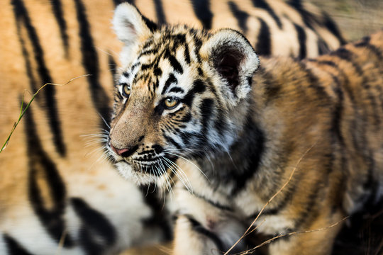 portrait of a beautiful tiger