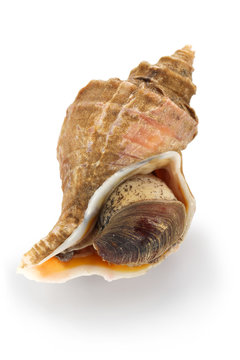 tsubu gai, ezo neptune, japanese whelk, neptunea polycostata scarlato