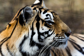 Fototapeta na wymiar portrait of a beautiful tiger