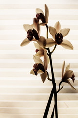 Orchidee #7