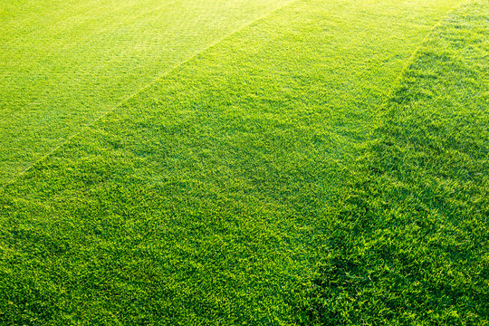 Green grass background