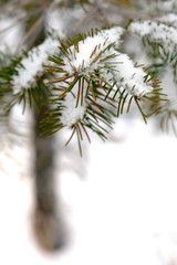 Pine Needles on Tree in Winter with Snow and Ice