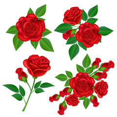 Red rose flower set with buds and green leaves, for Valentine's Day and love designs. Realistic vector illustration isolated on white. - 134356129