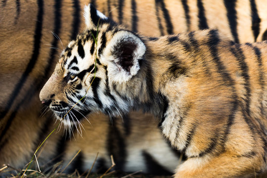 portrait of a beautiful tiger