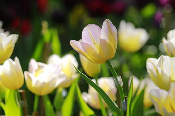 Fototapeta premium Many tulip flowers in the fields.