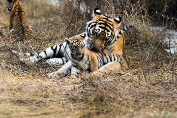 portrait of a beautiful tiger