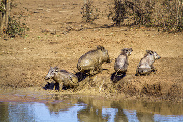 common warthog in Kruger National park, South Africa