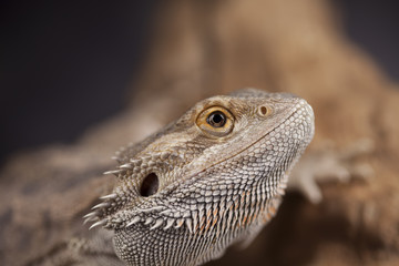 Agama bearded, pet on black background, reptile