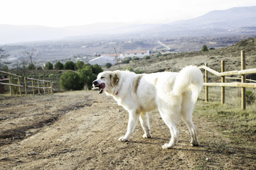 Obraz premium Mastiff dog field
