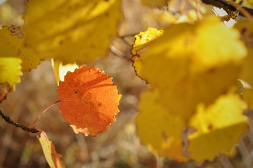Autumn leaves