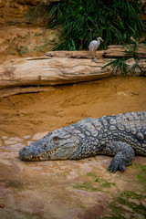 Crocodile du Nil