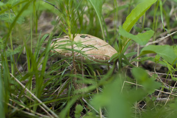 mushroom hid in the grass
