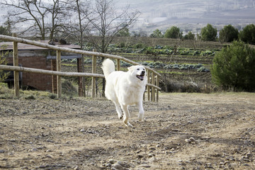 Obraz premium Mastiff dog field