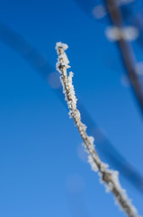 Closeup of the twig covered with hoarfrost