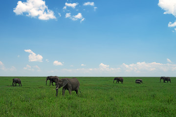 Group of African elephants in savanna