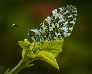 butterfly orange tip