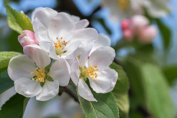 Obraz na płótnie Canvas Apple tree in bloom