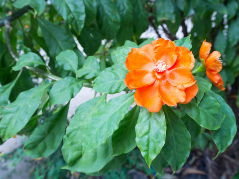 Red Orange wax rose flower with green leaves (Pereskia bleo)