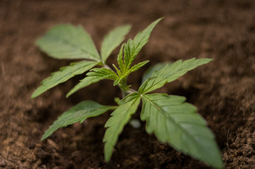 the green shoots of the cannabis