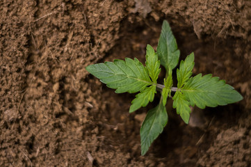 the green shoots of the cannabis
