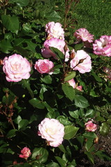 Shrub rose