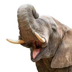 Foto op Plexiglas Olifant Mond Open Trunk Up Close-up © adogslifephoto