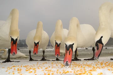Crédence de cuisine en verre imprimé Cygne Five mute swans are feeding