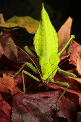 Malaysian Stick Insect, Heteropteryx dilatata