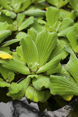 Fototapeta premium Pistia ( water cabbage, water lettuce, Nile cabbage, or shellflower) - aquatic plant