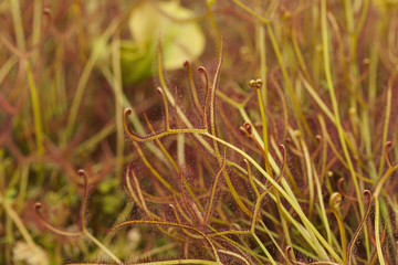 Sundews (Drosera)