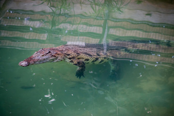 Crocodile du Nil