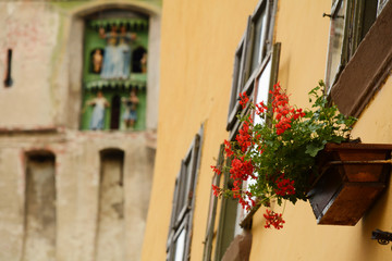 Fototapeta na wymiar Flowers in Sighisoara