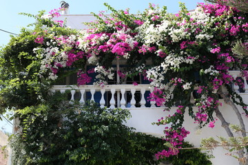 Bougainvillea at a house front on Santorini Island, Greece