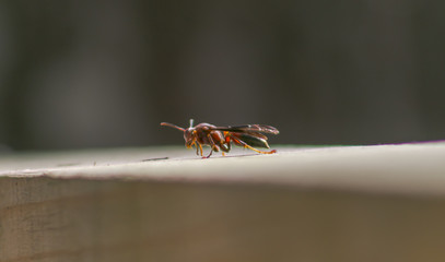 red wasp