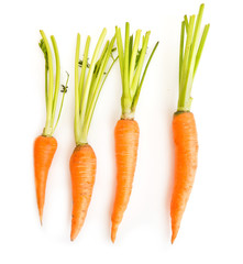 fresh carrots with leaves on white