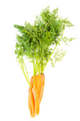fresh carrots with leaves on white