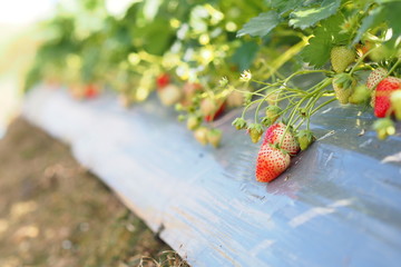 Red and green fresh strawberry fruit grow in garden 