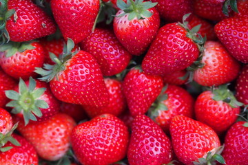 Red and fresh strawberry fruit from garden 