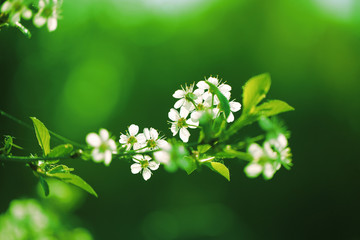 Flowers of cherry blossoms on a bright green background for greeting card.