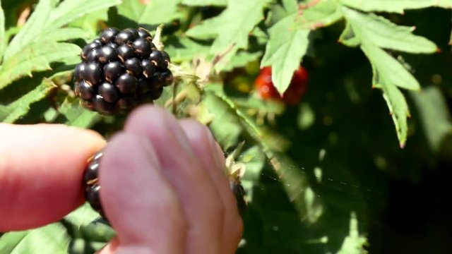 Caucasian male picking one healthy blackberry from bush
