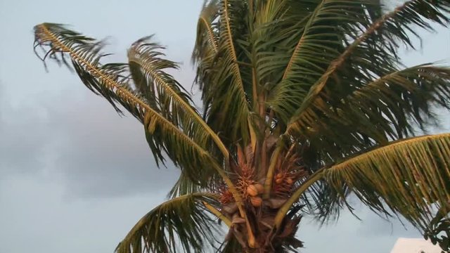 Palm tree in the wind on sunset lighting, close up shot