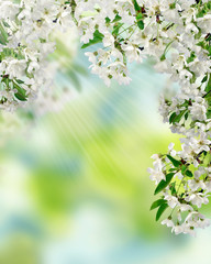 Naklejka premium Blooming cherry. Spring day in the garden. Background