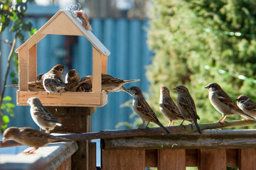 feeder and many sparrows