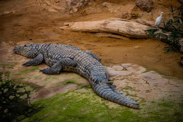 Crocodile du Nil