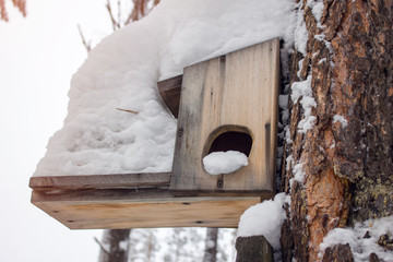 Nesting box in a forest in winter, covered with snow