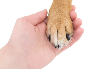 Friendship man and dog