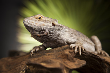 Lizard root, Bearded Dragon on green background