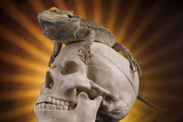 Lizard, human skull on black mirror background
