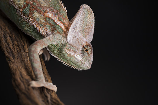 Animal, Chameleon lizard
