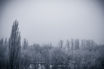 winter landscape - trees in frost